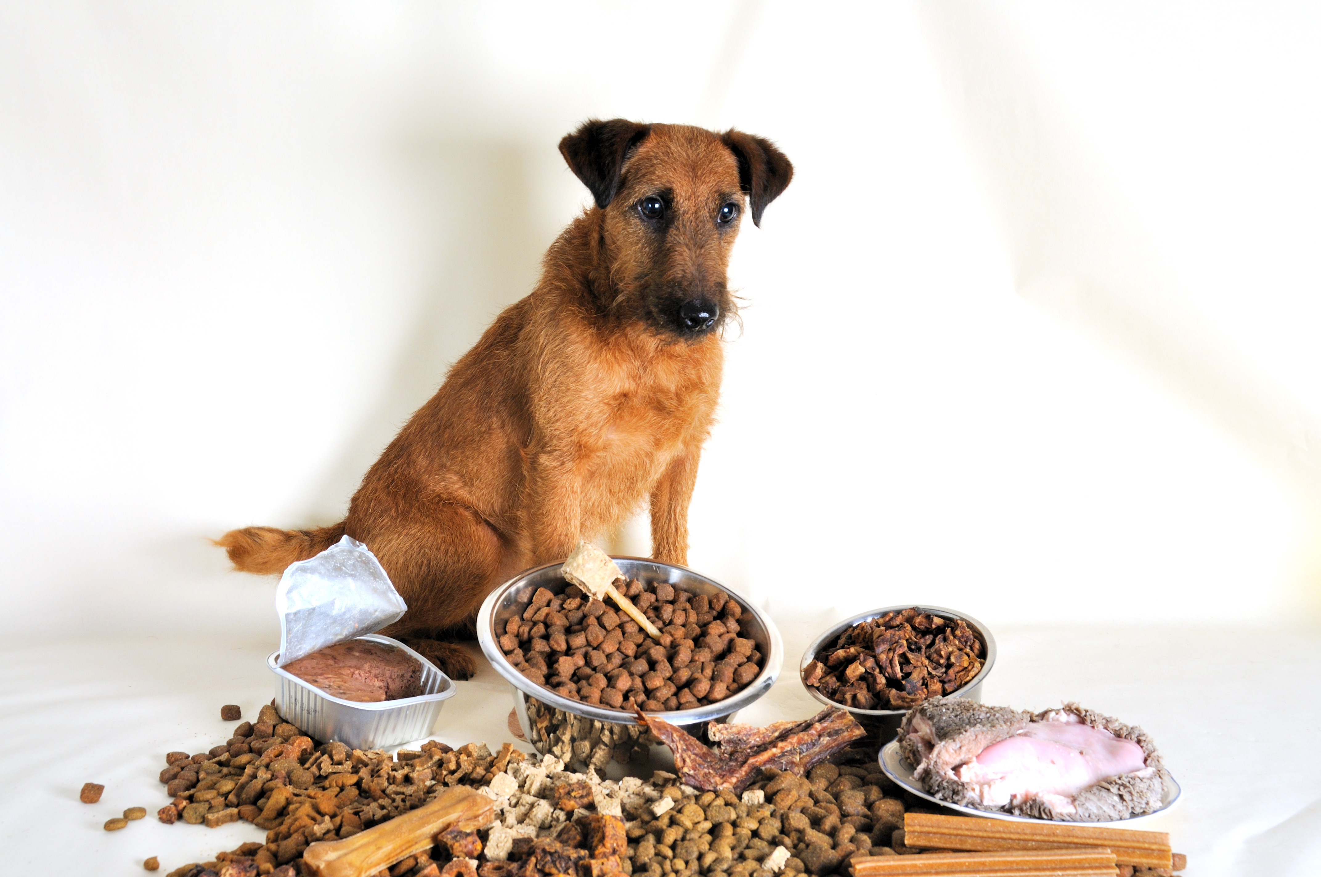 Titelbild für Gefahren lauern im Napf: Warum bestimmte Nahrungsmittel für Hunde tabu sind